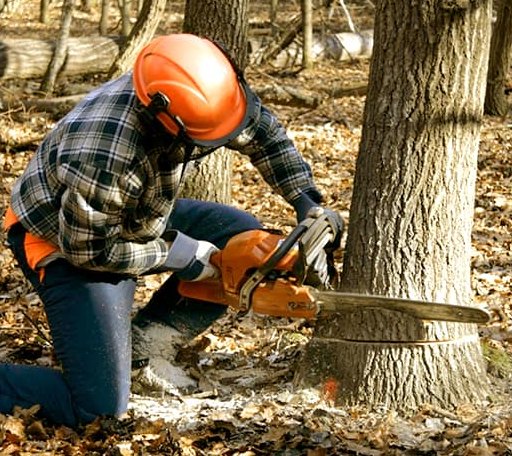 Tree Removal in Topeka, IN